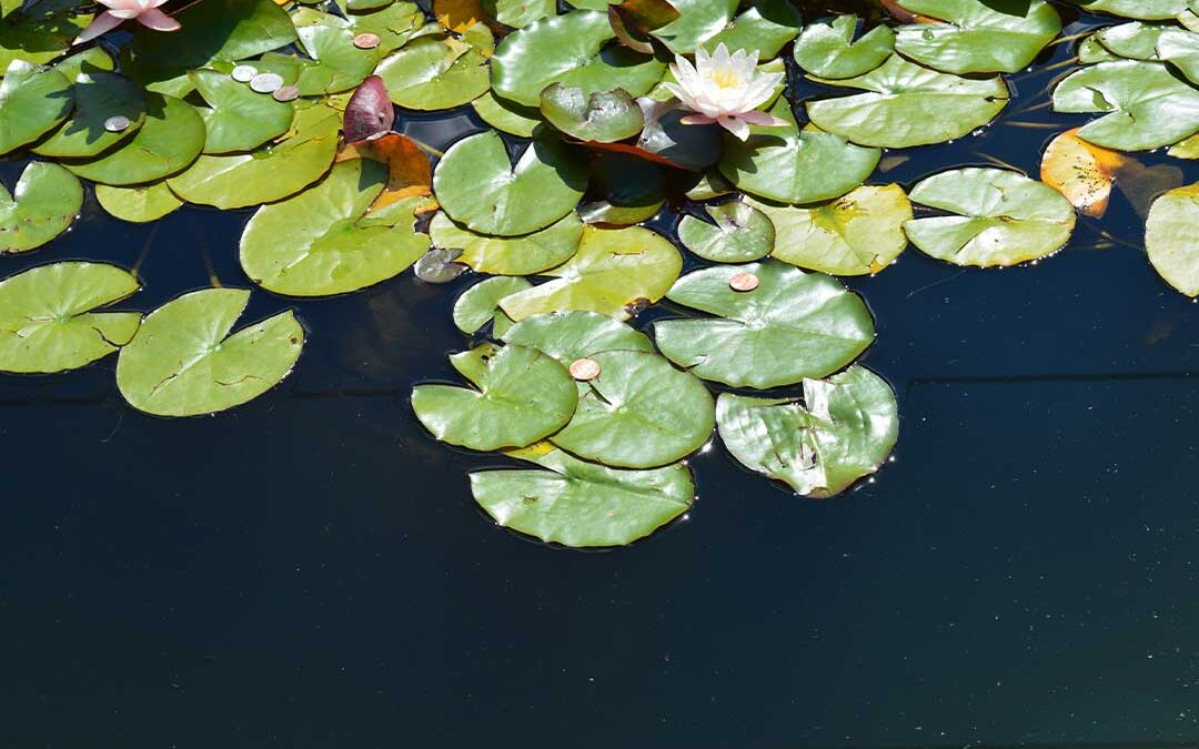 Symposiums Promise Many New Lily Pads